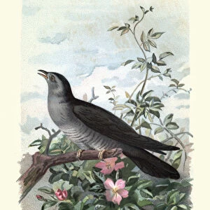 Natural History - Birds - Cuckoo