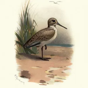Natural history, Birds, dunlin (Calidris alpina)