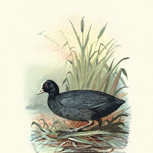 Natural History, Birds, Eurasian coot (Fulica atra)
