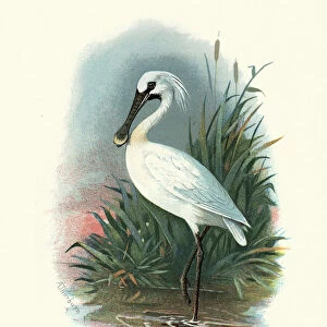 Natural history, Birds, Eurasian spoonbill (Platalea leucorodia)