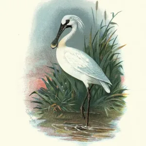 Natural history, Birds, Eurasian spoonbill (Platalea leucorodia) Natural history, Birds, Eurasian spoonbill (Platalea leucorodia)