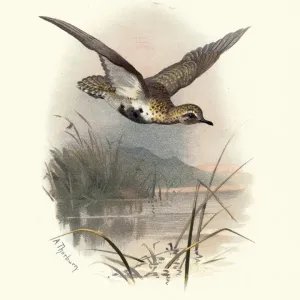 Natural history, Birds, European golden plover (Pluvialis apricaria)