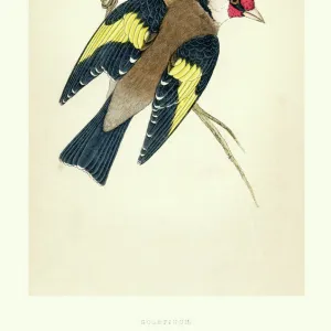 Natural History - Birds - European goldfinch