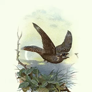 Natural history, Birds, European nightjar (Caprimulgus europaeus)
