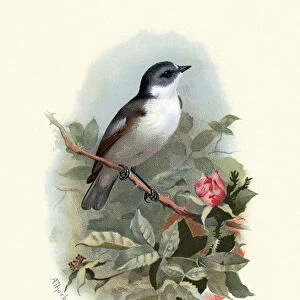 Natural history, Birds, European pied flycatcher (Ficedula hypoleuca)