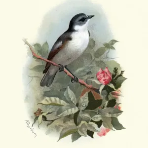Natural history, Birds, European pied flycatcher (Ficedula hypoleuca)