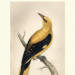 Natural History, Birds, golden oriole (Oriolus oriolus)