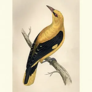 Eurasian Golden Oriole Print Eurasian Golden Oriole Print