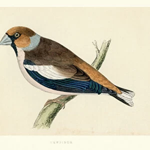 Natural History - Birds - Hawfinch