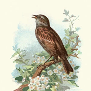 Natural history, Birds, Hedge sparrow, Dunnock