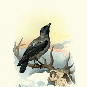 Natural history, Birds, hooded crow (Corvus cornix)