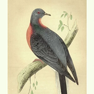 Natural history, Birds, Passenger pigeon (Ectopistes migratorius)