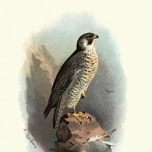 Natural history, Birds, peregrine falcon (Falco peregrinus)