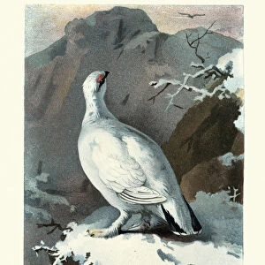 Natural history, Birds, Ptarmigan, Lagopus