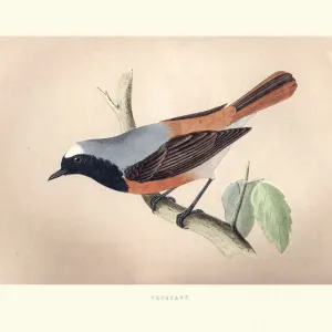 Natural History, Birds, Redstart (Phoenicurus phoenicurus) Natural History, Birds, Redstart (Phoenicurus phoenicurus)