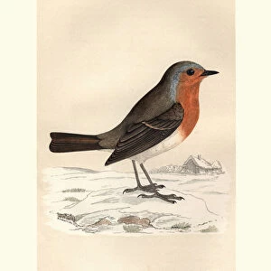 Natural History, Birds, Robin redbreast (Erithacus rubecula)