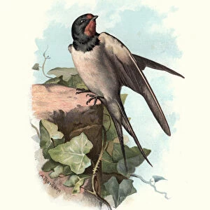Natural History - Birds - Swallow