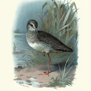 Natural history, birds, Waders, redshank