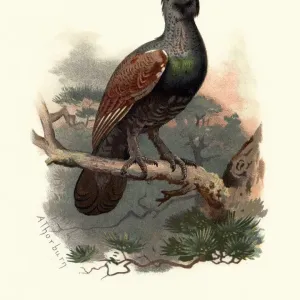 Natural history, Birds, western capercaillie (Tetrao urogallus)