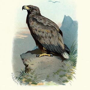 Natural History, Birds, white-tailed eagle (Haliaeetus albicilla)