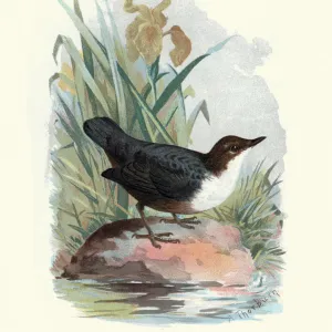 Natural history, Birds, White-throated dipper