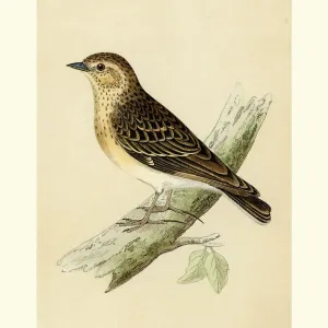Natural History - Birds - Woodlark Natural History - Birds - Woodlark