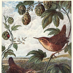 Natural History - Birds - Wrens