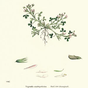 Natural History - Botany - Birdsfoot Fenugreek, Bird clover