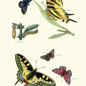 Vintage Butterflies Print - Swallowtails and Blues Vintage Butterflies Print - Swallowtails and Blues