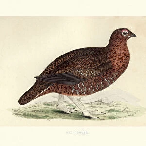Natural history, red grouse, Lagopus lagopus scotica