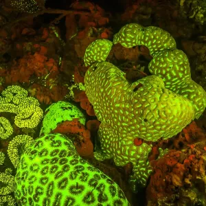 Natural Red and Green Fluorescence in Stony Corals Print Natural Red and Green Fluorescence in Stony Corals Print