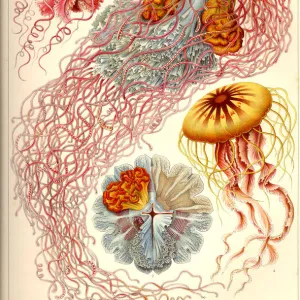 Natural structures - Discomedusae, Scheibenquallen, jellyfish