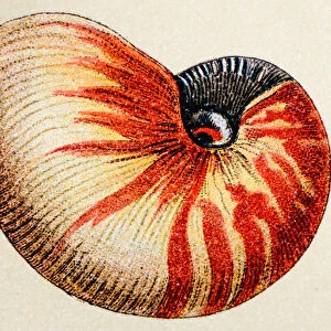 The Magical World of Illustration Collection: Antique Engravings of Sea Seashells and Fossils