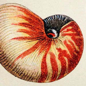 Nautilus pompilius, animals antique illustration