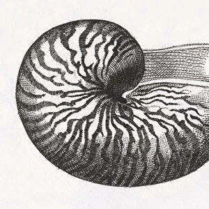 Nautilus Shell Engraving
