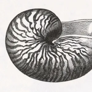 Nautilus Shell Engraving