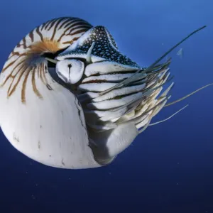 Un calamar viajero nadando en agua azul, Palau, Micronesia. Un calamar viajero nadando en agua azul, Palau, Micronesia.
