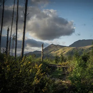 Near Cashel - Milarochy Bay on the banks of Loch Lomond