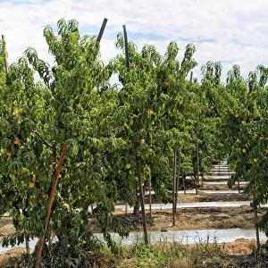 Nectarines -Prunus persica var nucipersica-, plantation, Centerville, Fresno, California, United States