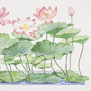 Nelumbo nucifera, Sacred Lotus, plant leaves floating on water surface and raised amongst open flowers