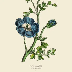 Nemophila or Baby Blue Eyes Plants, Victorian Botanical Illustration