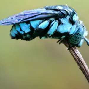 Neon Cuckoo Bee Print Neon Cuckoo Bee Print