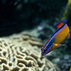 Neon Dottyback -Pseudochromis aldabraensis-, blenny, Gulf of Oman, Oman