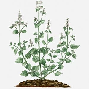 Nepeta cataria (Catmint) with small white flowers and green leaves on tall stems