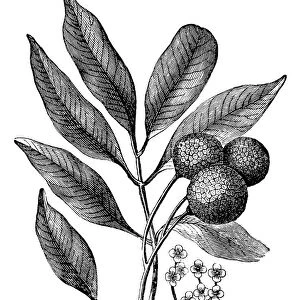 (Nephelium litchi Cambess) lichi, lichee, laichi, leechee or lychee