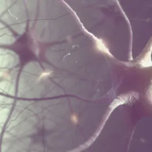 Nerve cells of the human brain