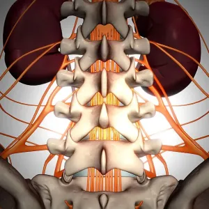 Nerve supply of the urinary system