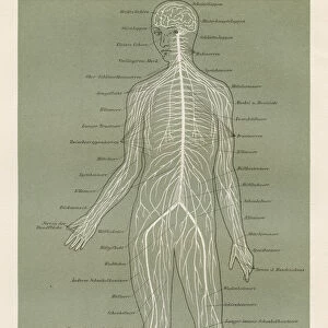 Nerves anatomy engraving 1857