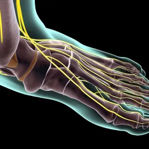 The nerves of the foot