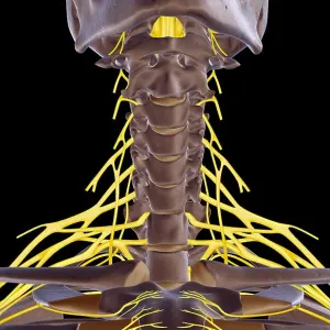 The nerves of the neck